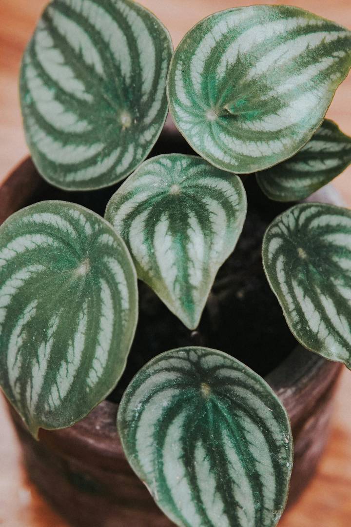 plantas para apartamento pequeno