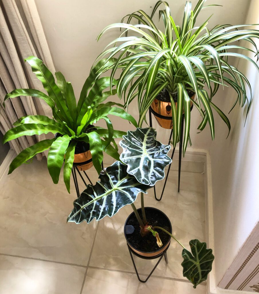 plantas que sobrevivem sem água
