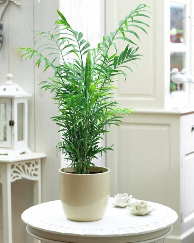 plantas para apartamento pequeno e escuras