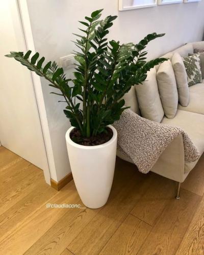 plantas para apartamento pequeno e baratas