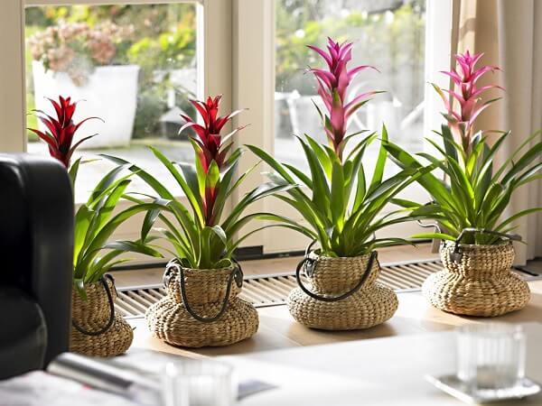 plantas para apartamento pequeno e fáceis de cuidar