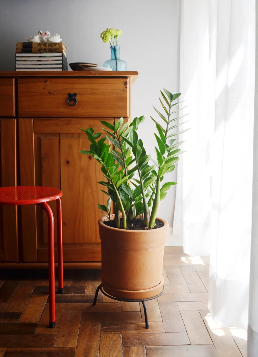 plantas para apartamento pequeno e pendentes