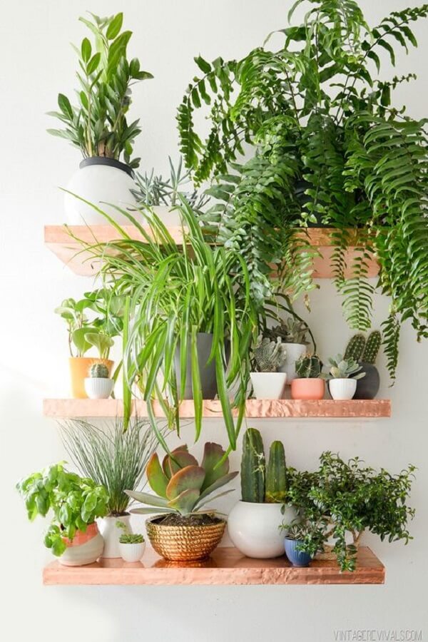 plantas para apartamento pequeno e que purificam o ar