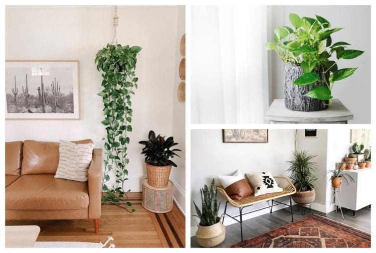plantas para apartamento pequeno e escuras