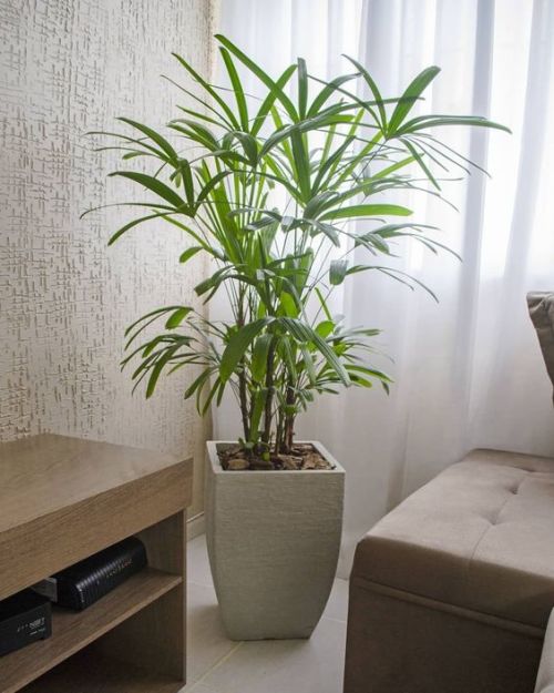 plantas para apartamento pequeno e que não morrem