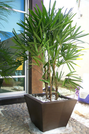 plantas para varanda que não morrem