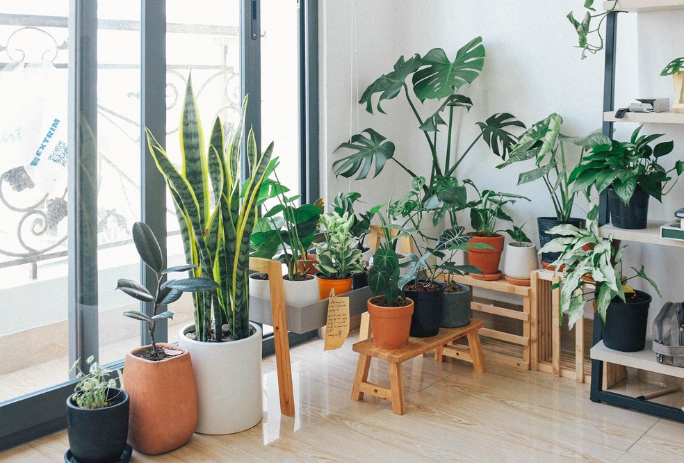 árvores de interior para apartamento