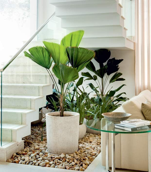 plantas de grande porte para sala pequena
