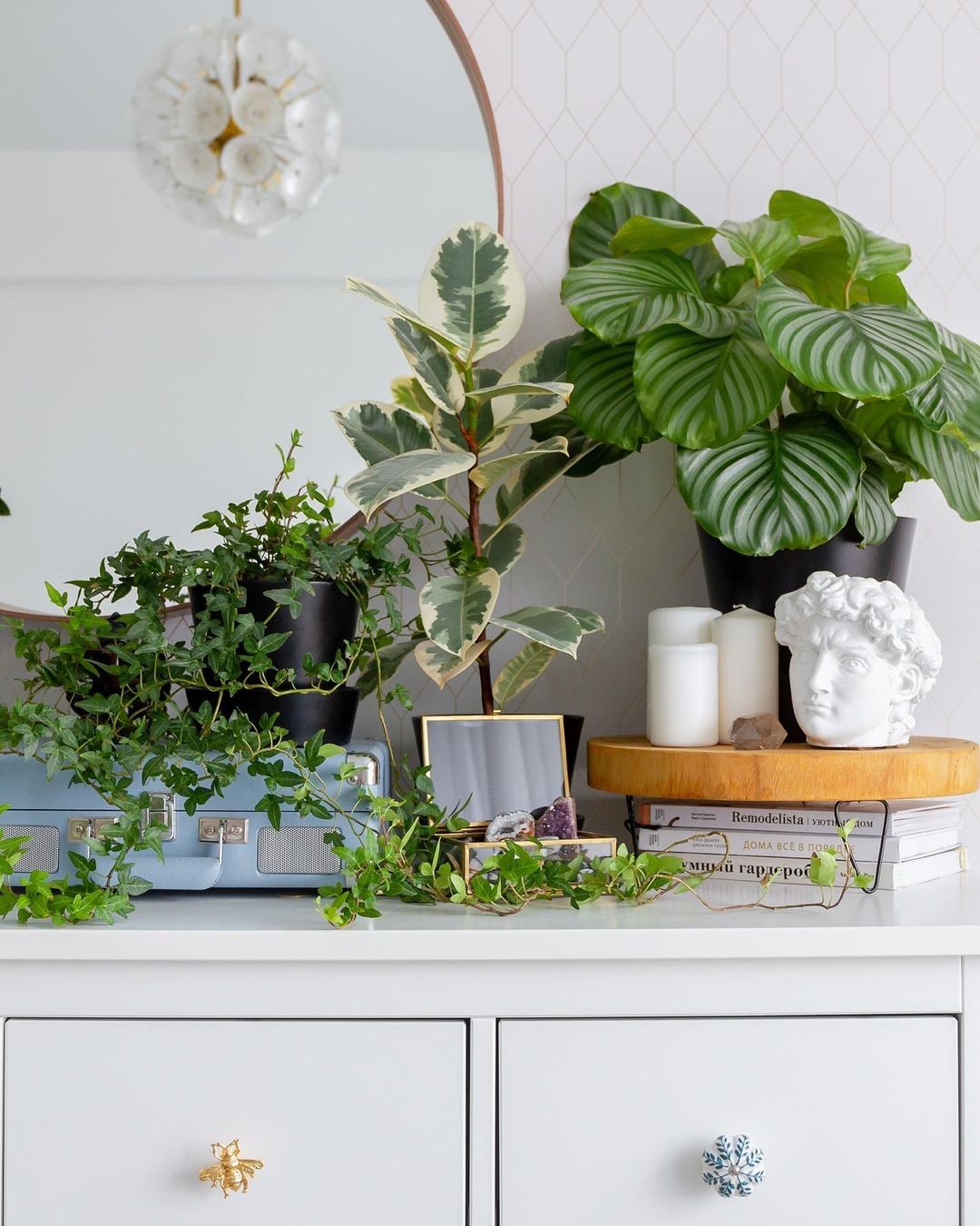 plantas de interior fáceis de cuidar