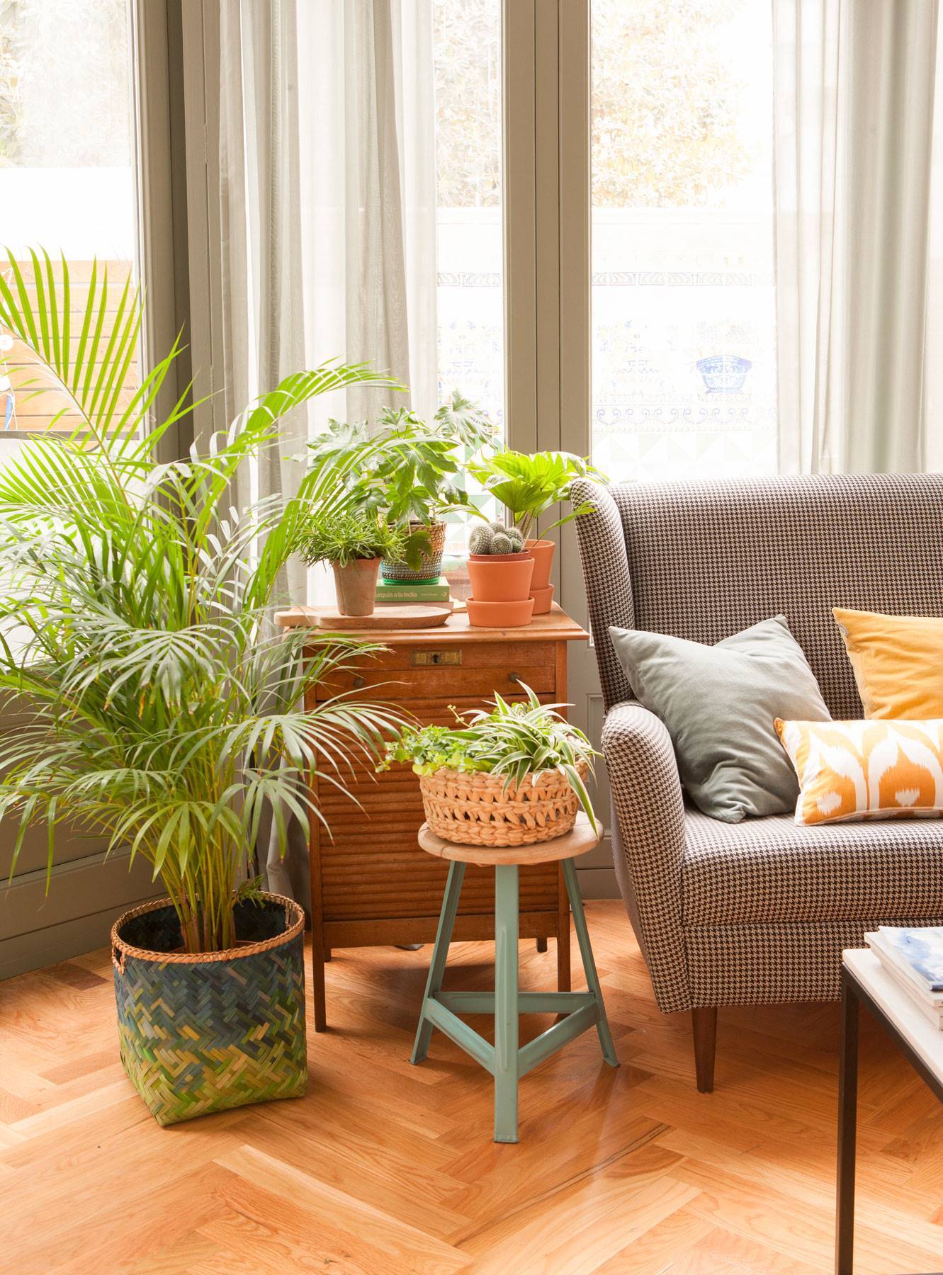 plantas que purificam o ar