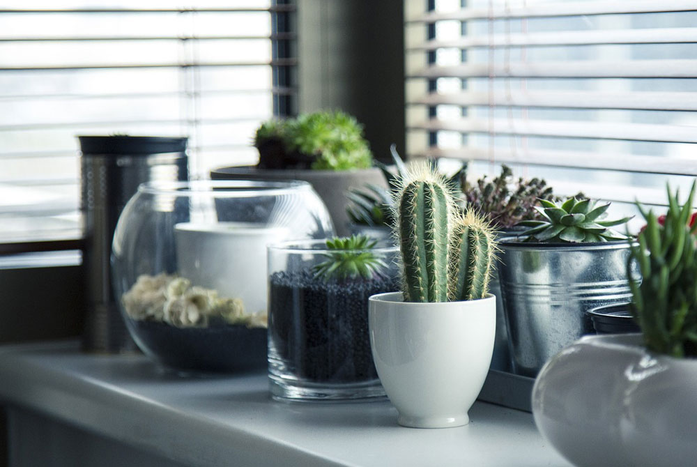 plantas para apartamento com pouca luz