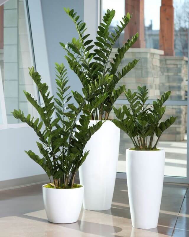 plantas de interior fáceis de cuidar