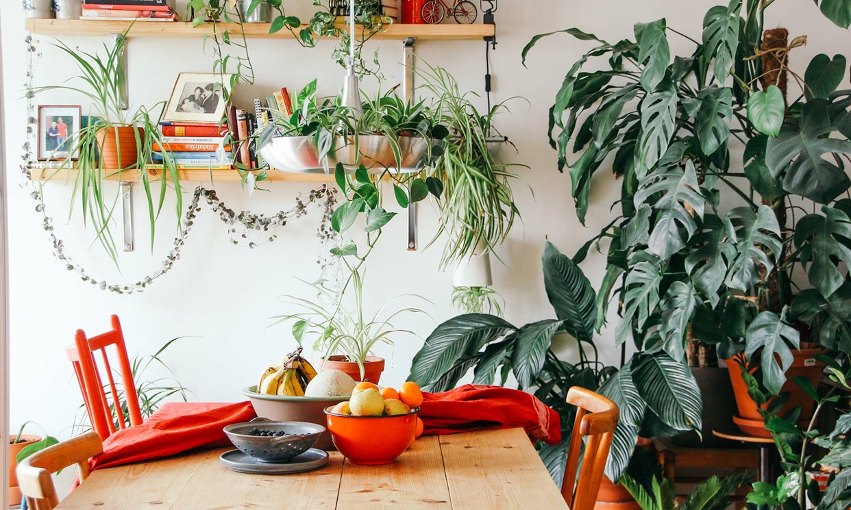 plantas pendentes para apartamento