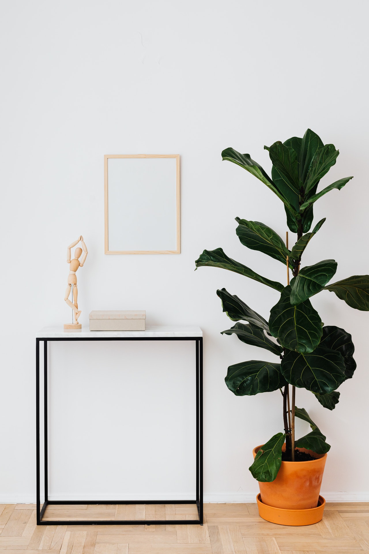 plantas para apartamento pet friendly