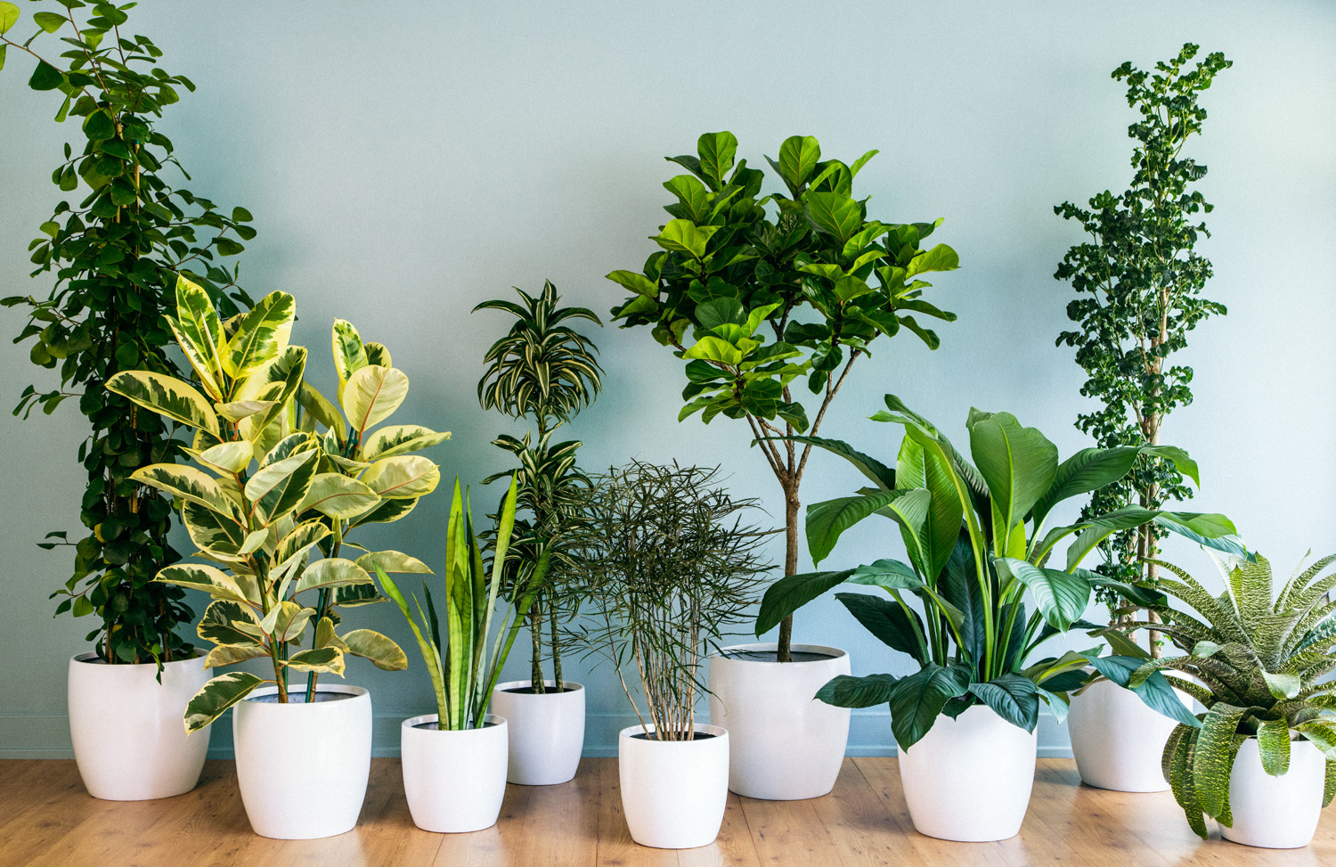 plantas de sombra para interiores
