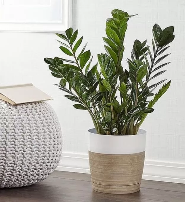 plantas tropicais para apartamento
