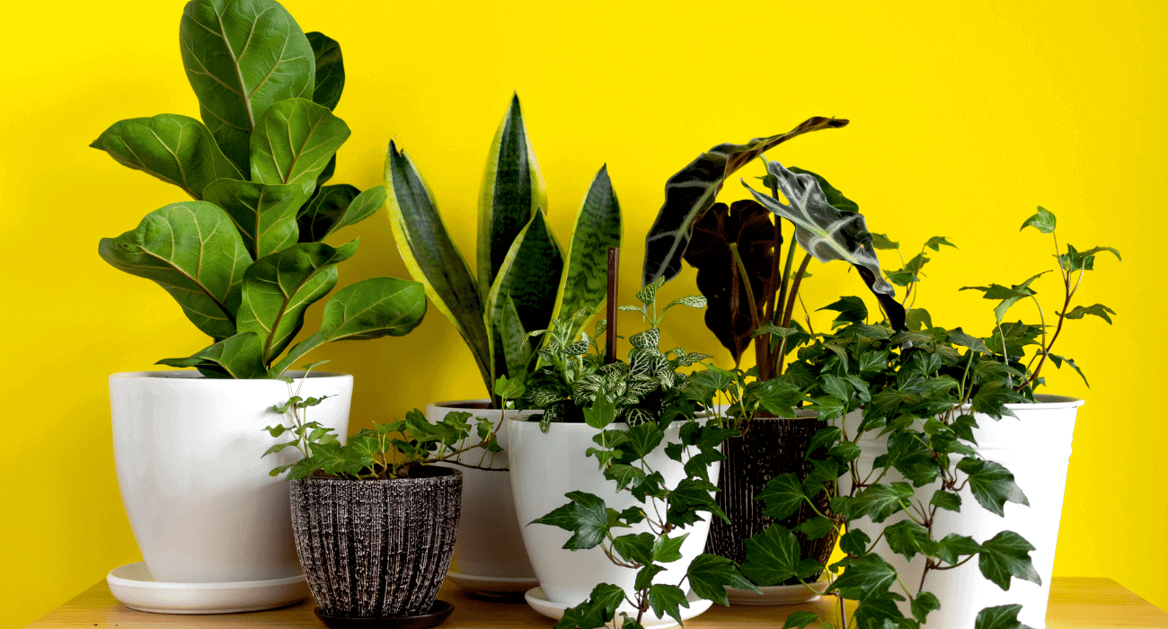 plantas de sombra para apartamento