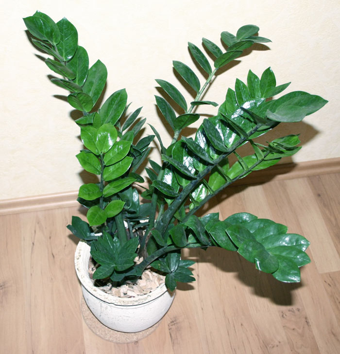 plantas para ambientes internos com pouca luz