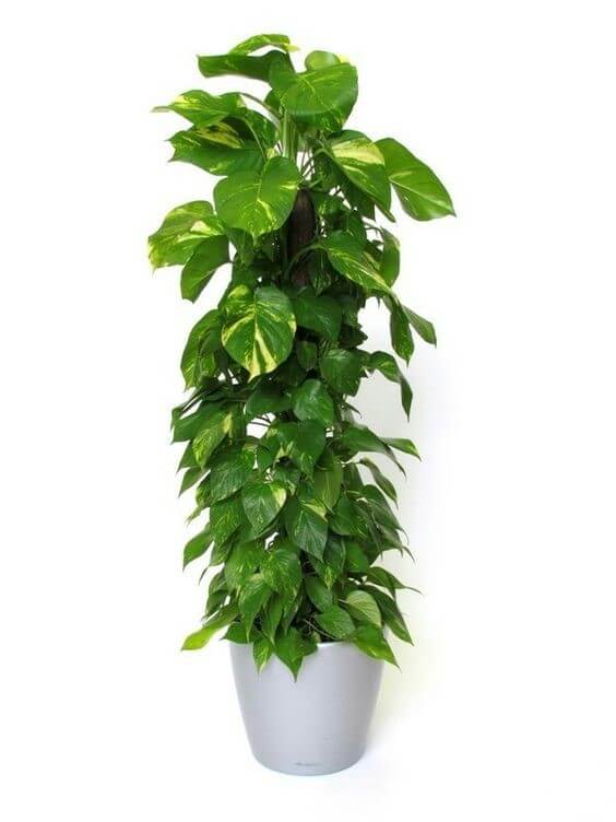 plantas de baixa manutenção para apartamento