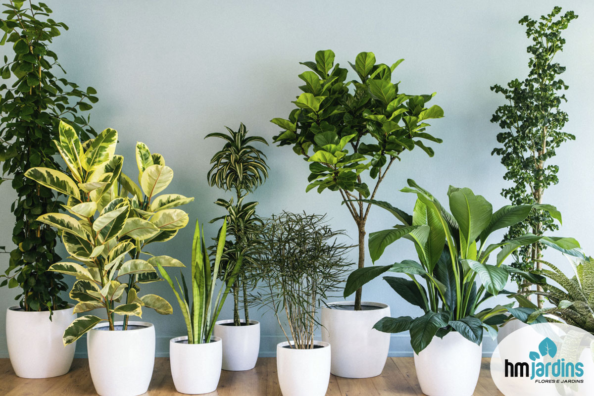 plantas para apartamento com pouco sol