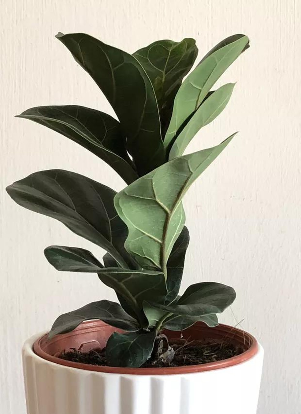 plantas de interior para ambientes escuros