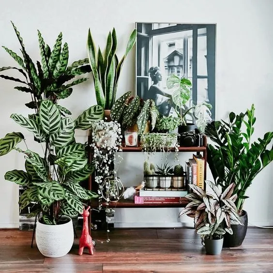 plantas para apartamento com pouco sol