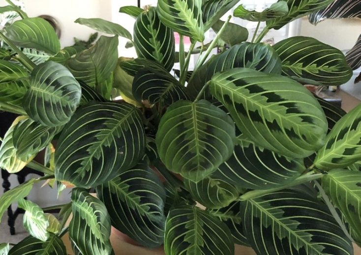 plantas que purificam o ar em apartamento