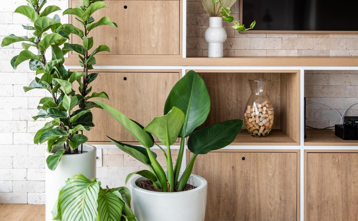 plantas para sala com pouca luz