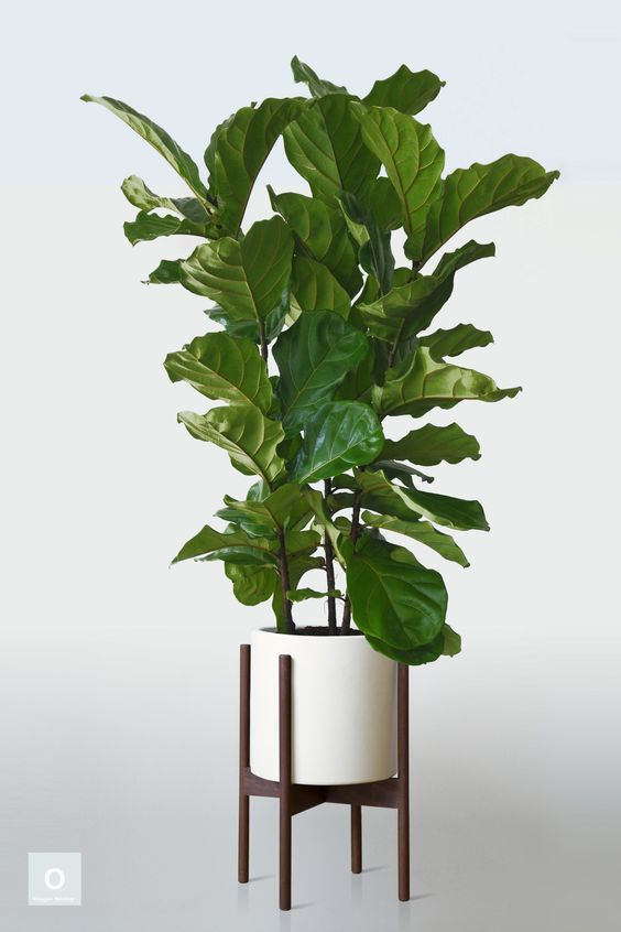 plantas para quarto com pouca luz