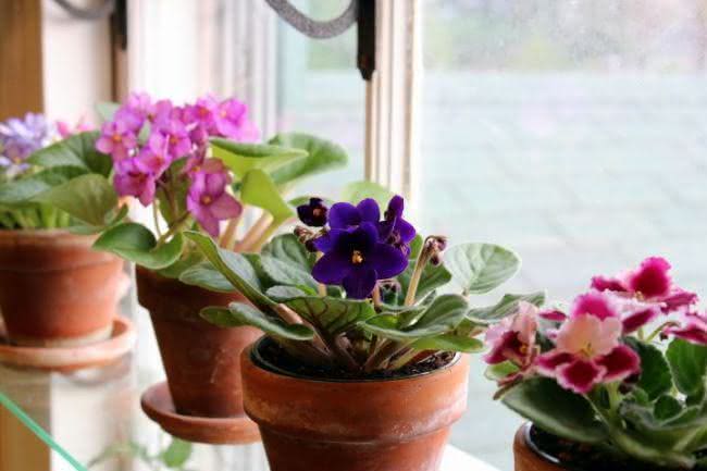 plantas pendentes para apartamento