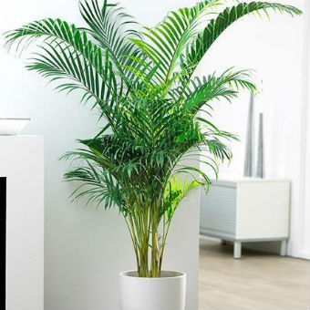 plantas para apartamento com ar condicionado