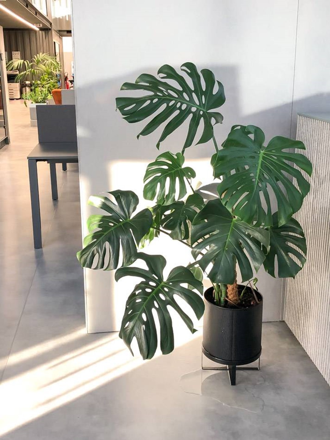 plantas que purificam o ar em apartamento