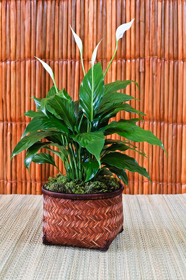 plantas que purificam o ar em apartamento