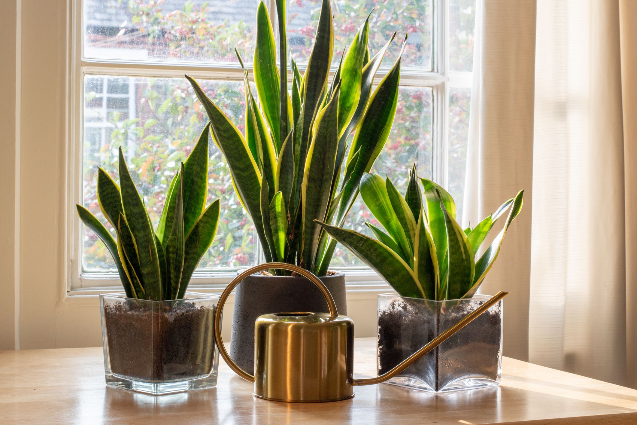 plantas fáceis de cuidar em apartamento