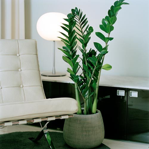 plantas para sala com pouca luz