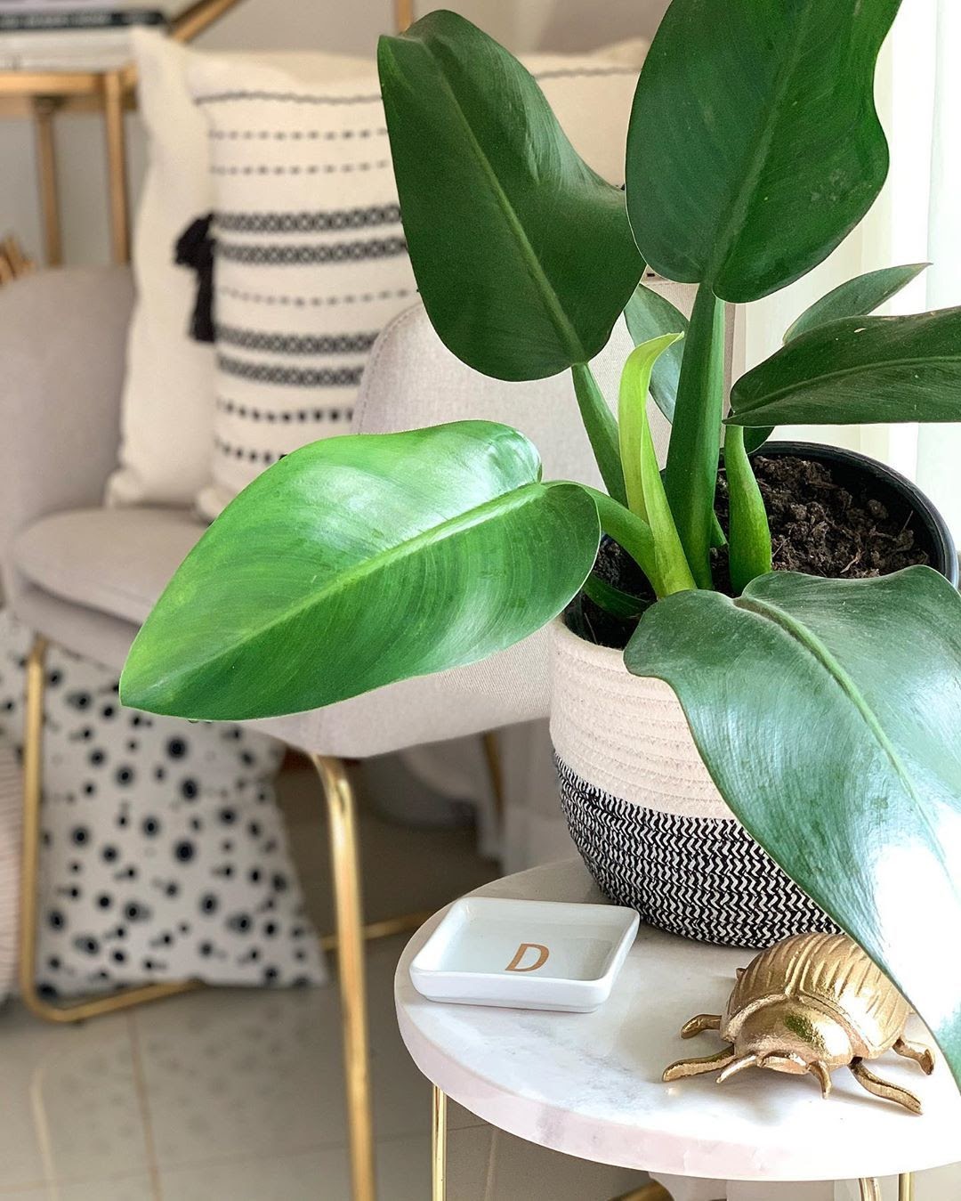 plantas pendentes para apartamento