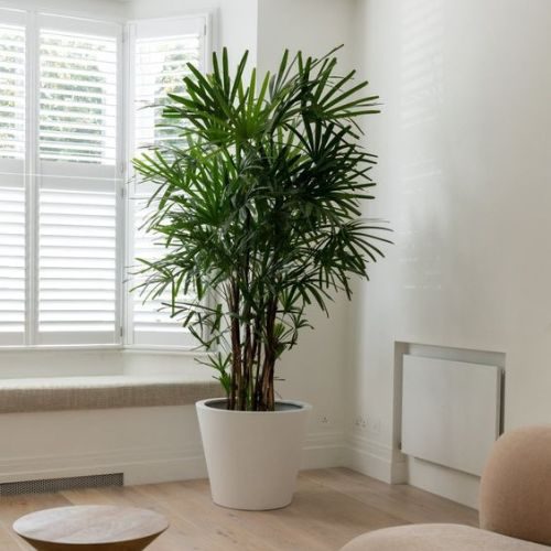 plantas com pouca necessidade de rega