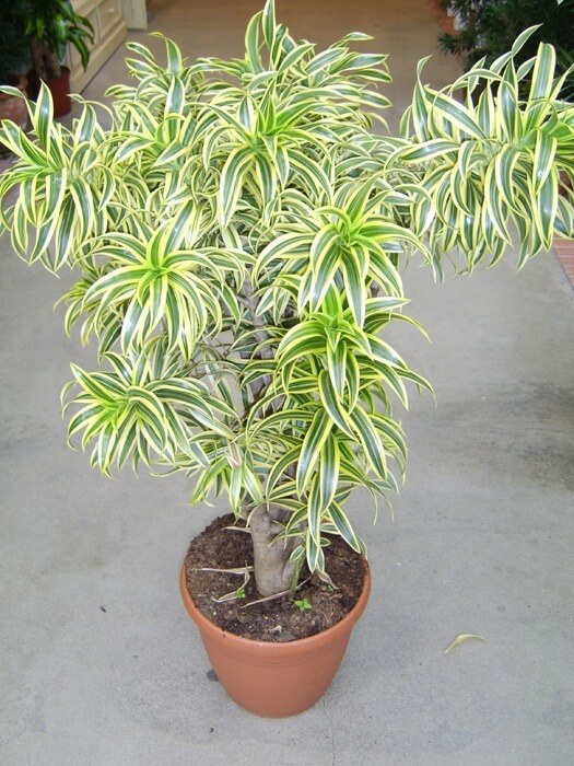 plantas para apartamento com ar condicionado