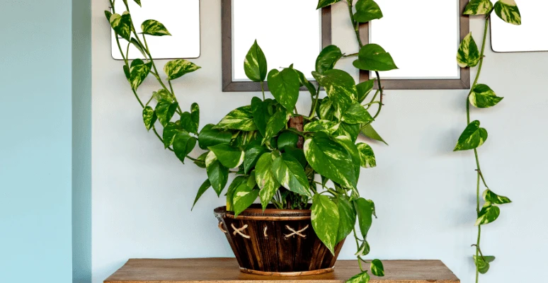 plantas tóxicas para pets em apartamento