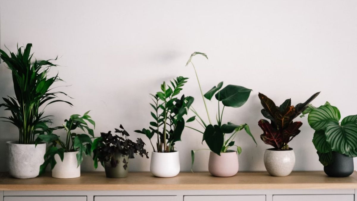 plantas de sombra para apartamento