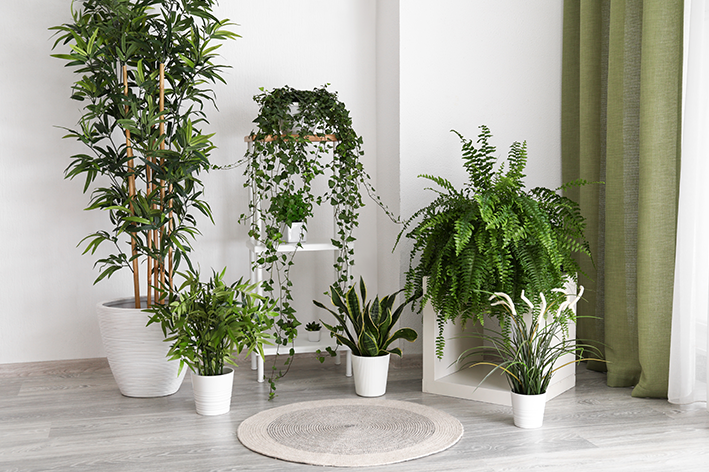 plantas para interior com pouca luz