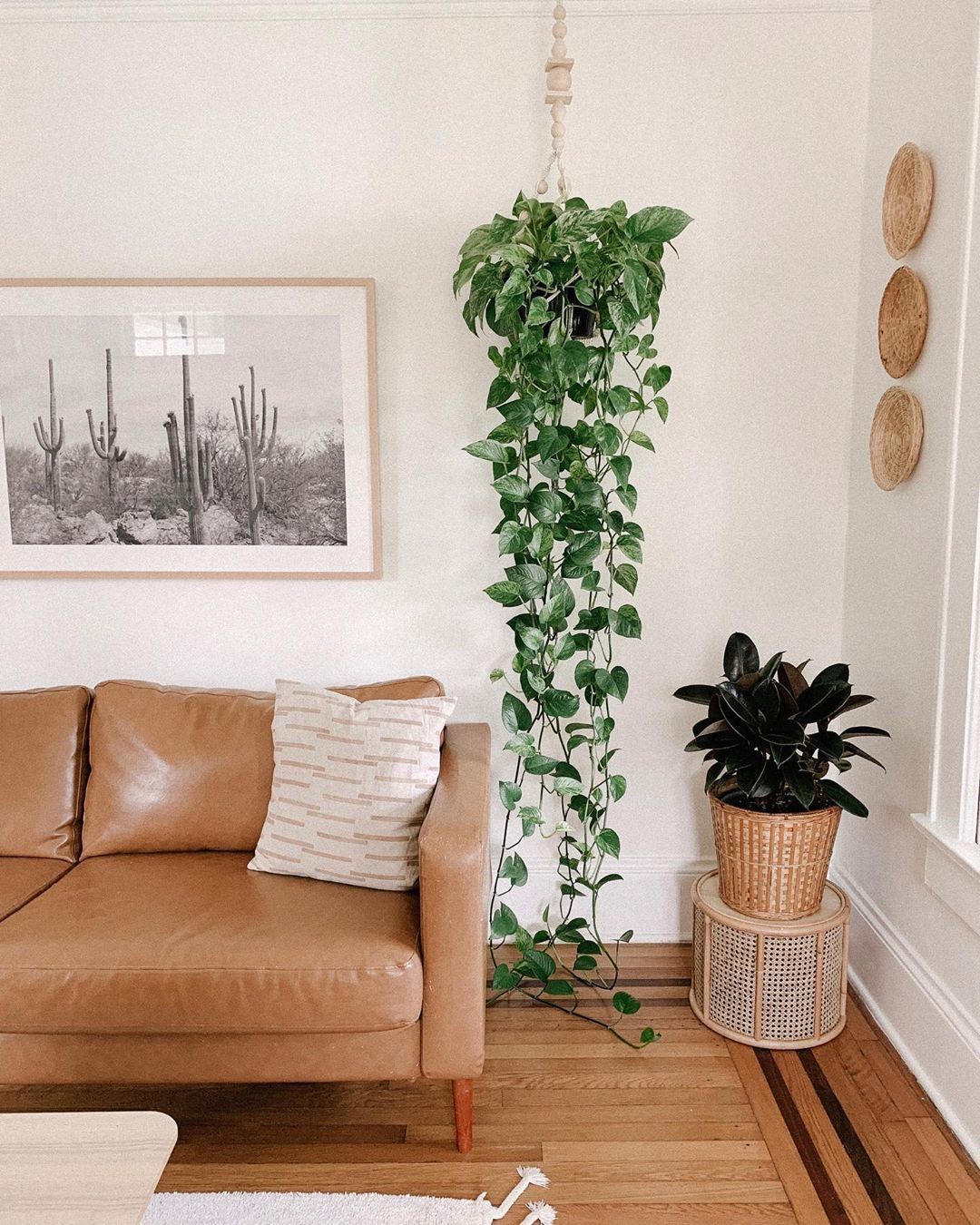 plantas que não precisam de sol direto