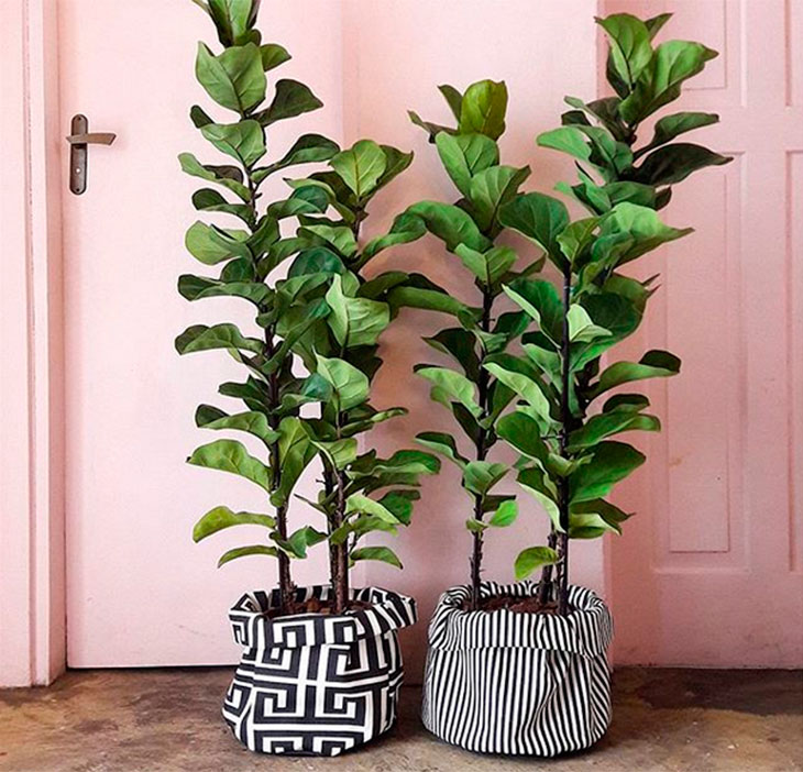 plantas resistentes para apartamento
