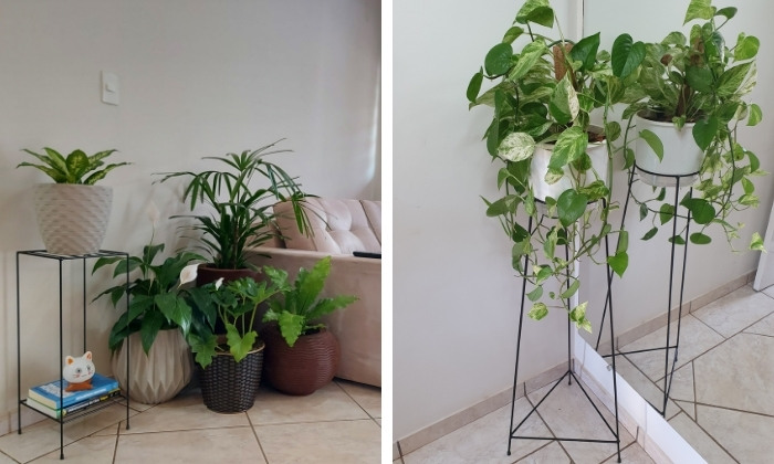 plantas de baixa manutenção para apartamento