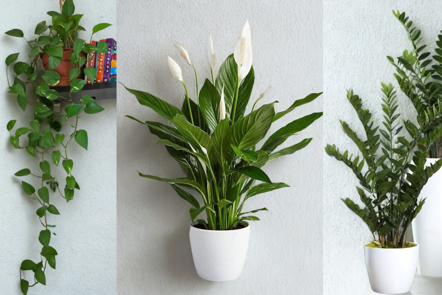 plantas purificadoras de ar para apartamento