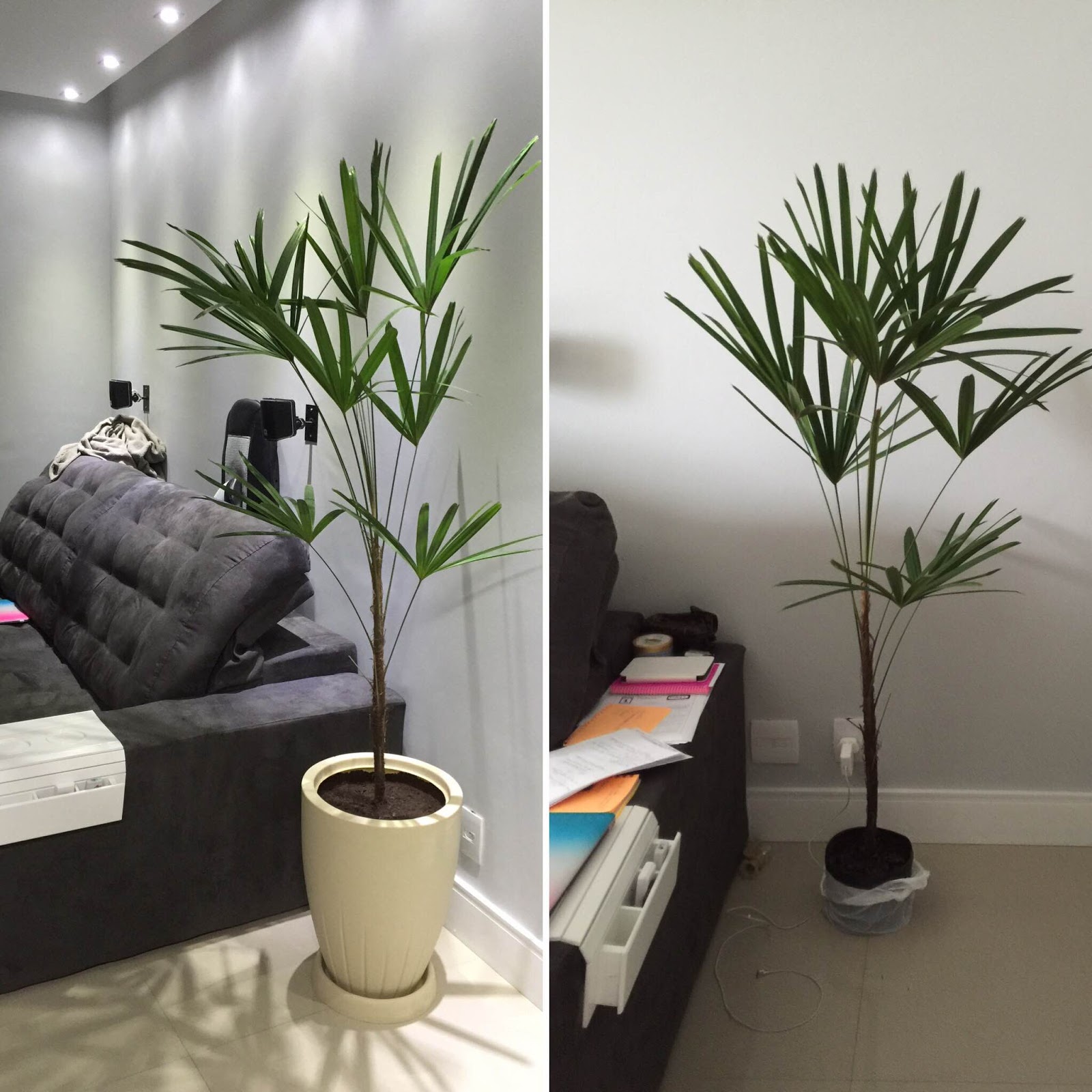 plantas pet friendly para apartamento