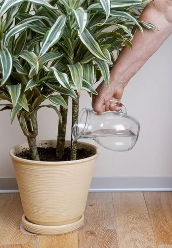plantas pendentes para apartamento sombra