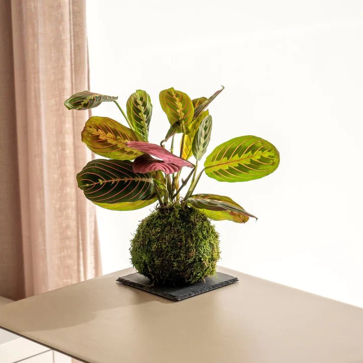 plantas de folhagem para apartamento sombra