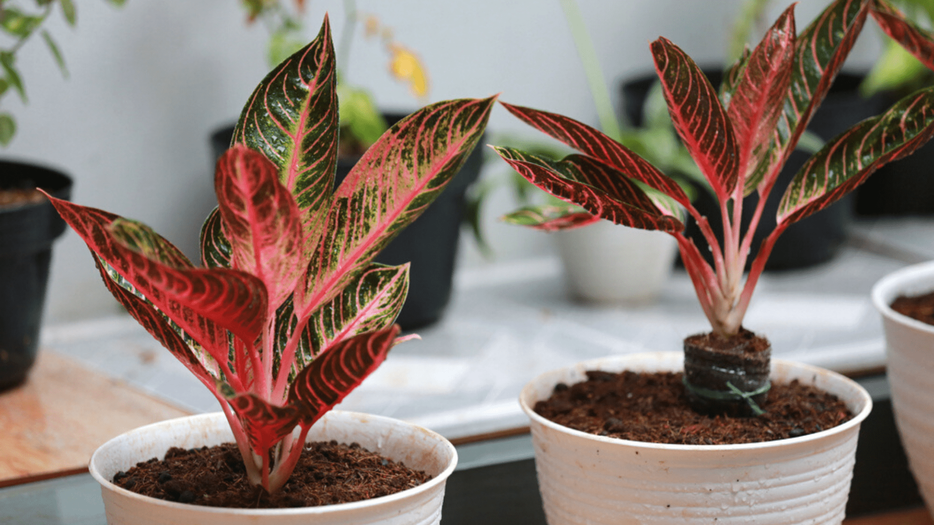 melhores plantas para apartamento escuro