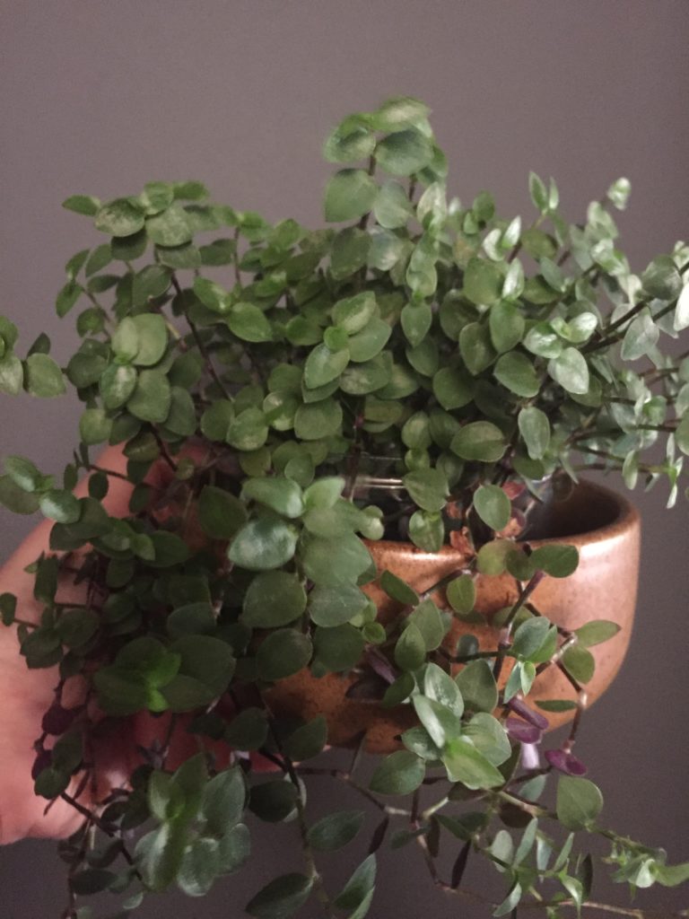plantas de sombra para apartamento
